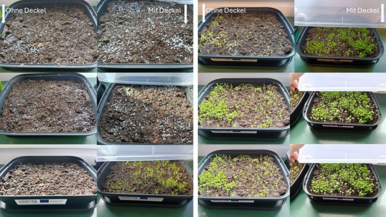 Zeitkurve-Microgreens-Feuchte